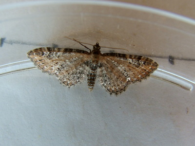 Common Pug